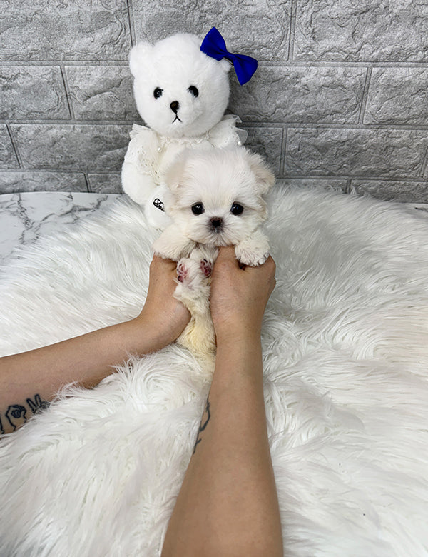 Teacup Maltese- Suga