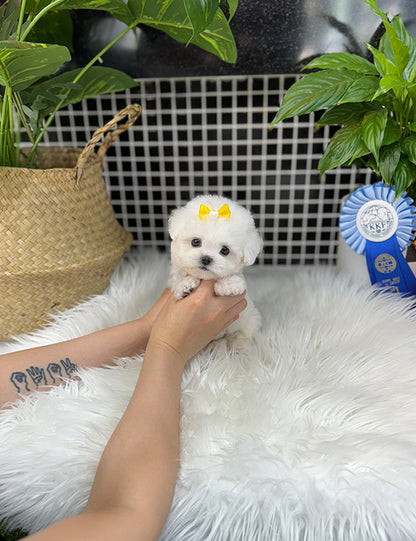 Teacup bichonfrise -Rora