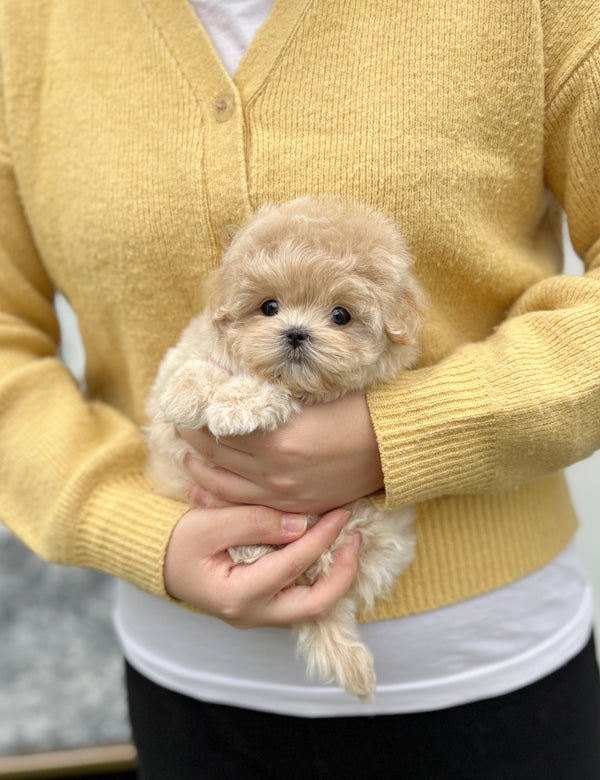 Tea cup Maltipoo- Haribo - I LOVE DOG MAIN