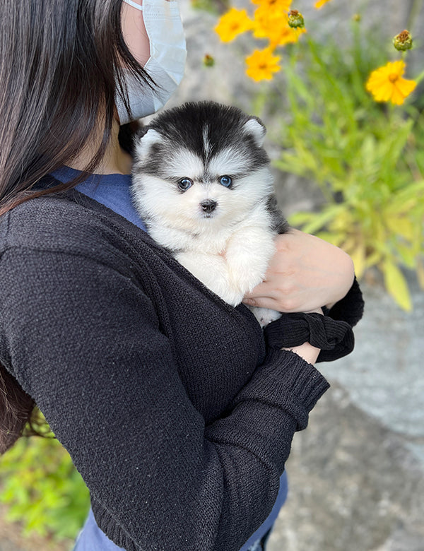 Teacup Pomsky -Shine - I LOVE DOG MAIN