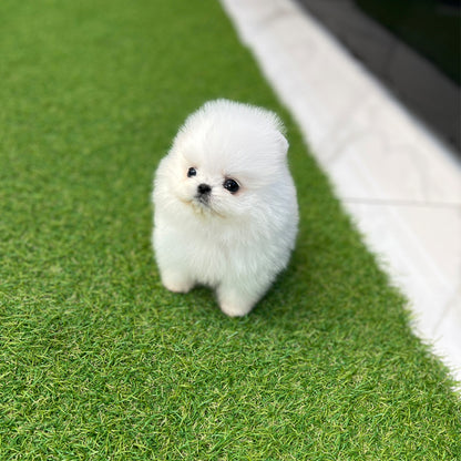 Tea cup pomeranian-Lotto - I LOVE DOG MAIN