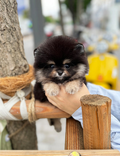 Teacup Blacktan pomeranian- Dongyi