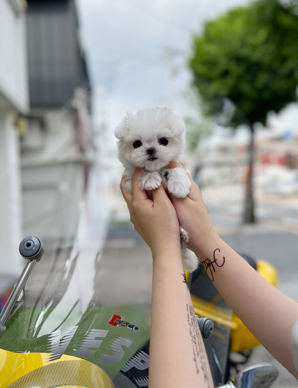 Tea cup Maltese-Lili - I LOVE DOG MAIN