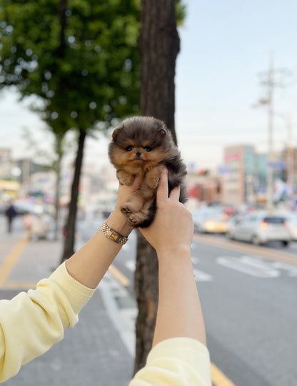 Tea cup Pomeranian- Lilac - I LOVE DOG MAIN