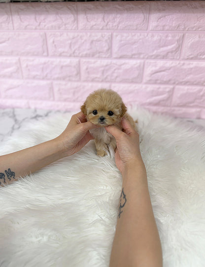 Teacup maltipoo-Riri