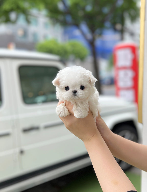 Tea cup Maltese -Cake - I LOVE DOG MAIN