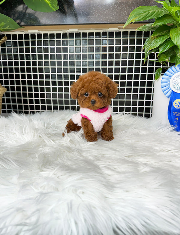 Tea cup Toy Poodle-Cheese