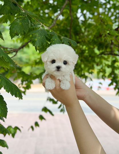 Teacup Bichonfrise -Ruri - I LOVE DOG MAIN