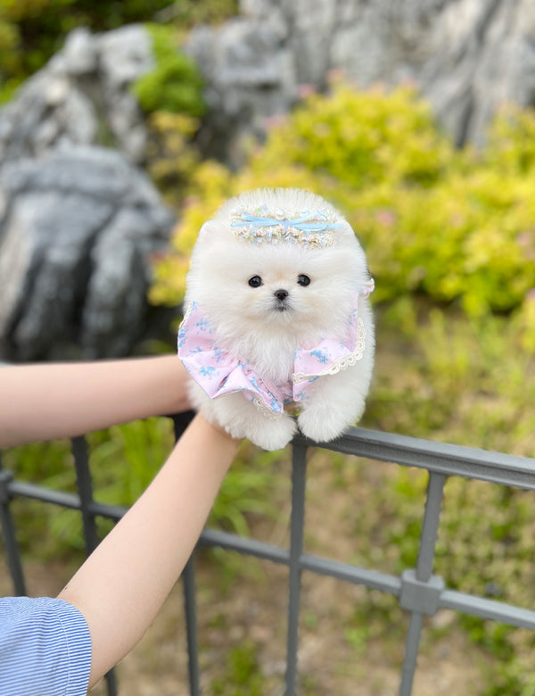 Tea cup Pomeranian-Leo - I LOVE DOG MAIN