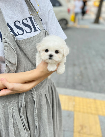 Tea cup Bichonfrise -Sea - I LOVE DOG MAIN