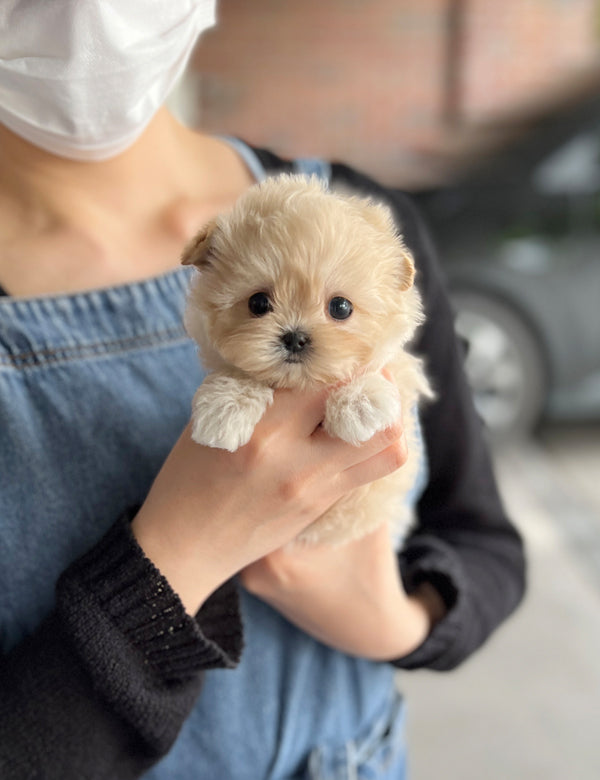 Tea cup maltipoo -Wendy - I LOVE DOG MAIN