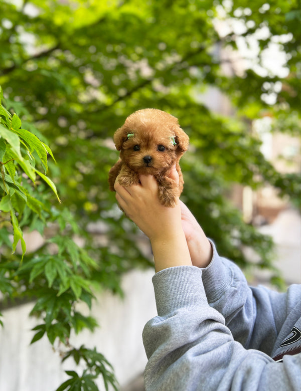 Tea cup Poodle-Gimtan - I LOVE DOG MAIN