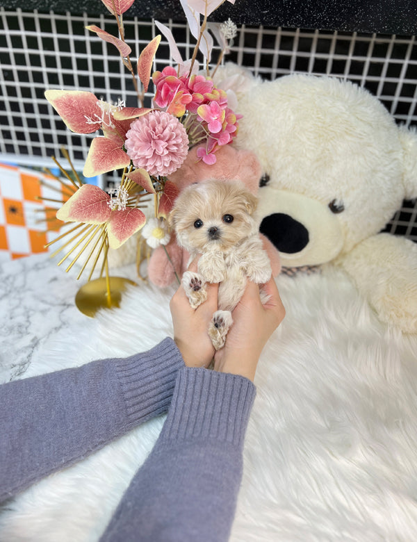 Tea cup Maltipoo-Hoya - I LOVE DOG MAIN