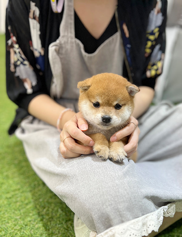 Shiba Inu - dang go - I LOVE DOG MAIN