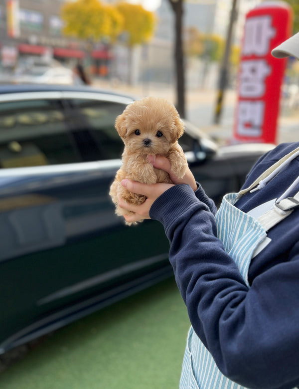 Tea cup Maltipoo-Mumu - I LOVE DOG MAIN