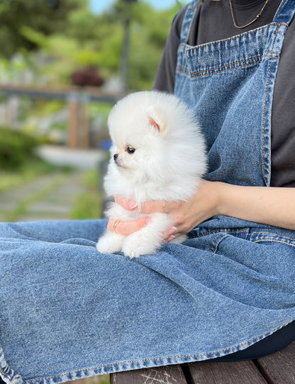 Tea cup Pomeranian-Toto - I LOVE DOG MAIN