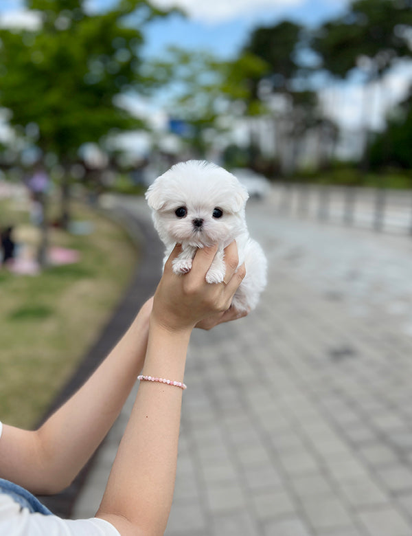 Teacup Maltese- Arin - I LOVE DOG MAIN