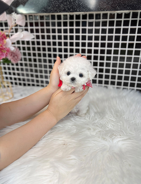 Tea cup Bichonfrise -Milky - I LOVE DOG MAIN