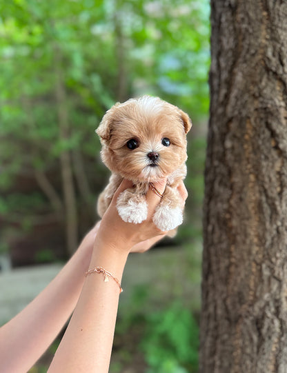 Teacup Maltipoo- Connie