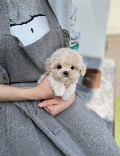 Tea cup Maltipoo- Becky - I LOVE DOG MAIN