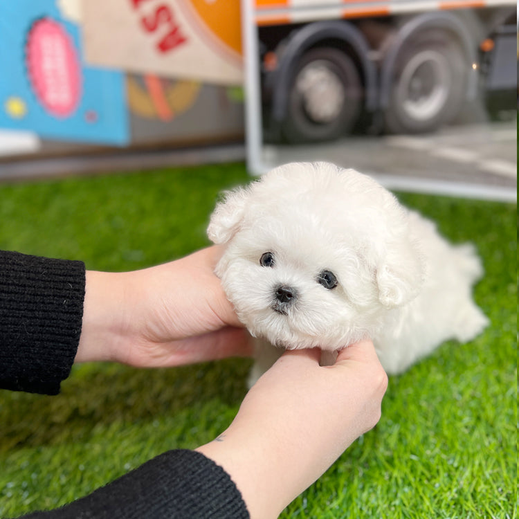 Tea cup Bichonfrise -Tony - I LOVE DOG MAIN