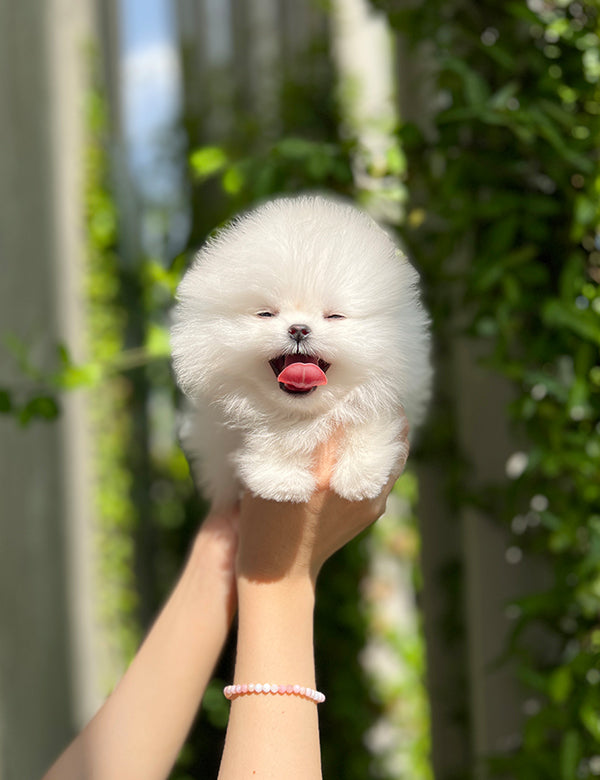 Teacup Pomeranian - Raki - I LOVE DOG MAIN