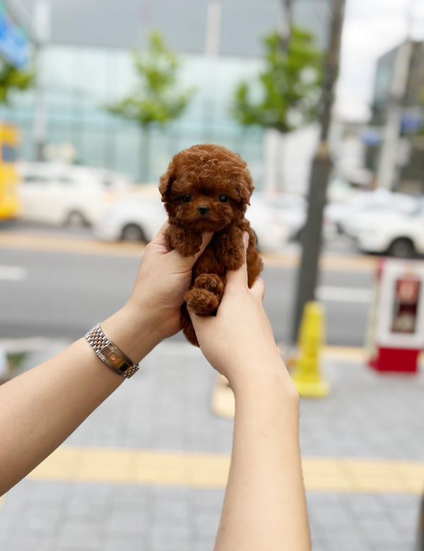 Tea cup poodle-Coco - I LOVE DOG MAIN