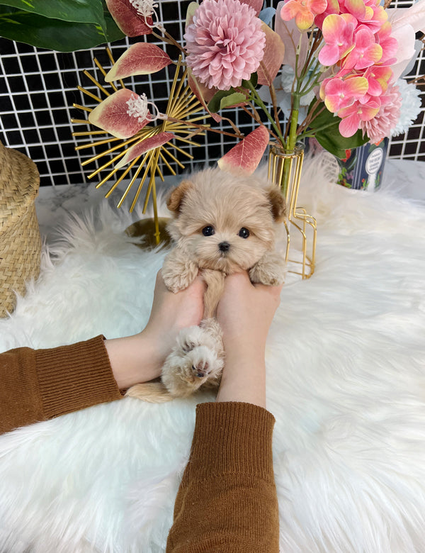 Tea cup Maltipoo-Moara - I LOVE DOG MAIN