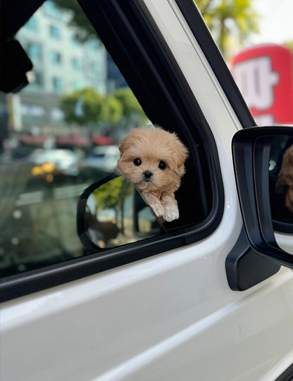 Teacup Maltipoo- Noa