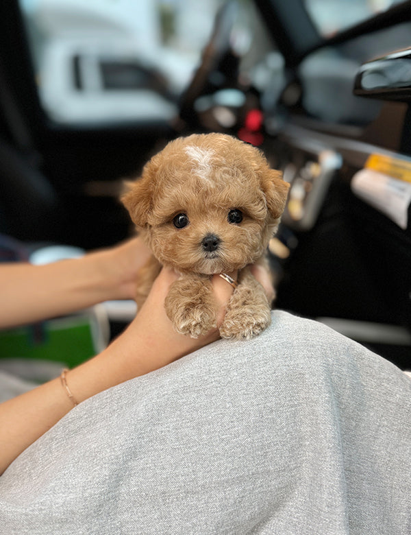 Teacup Maltipoo- Julie