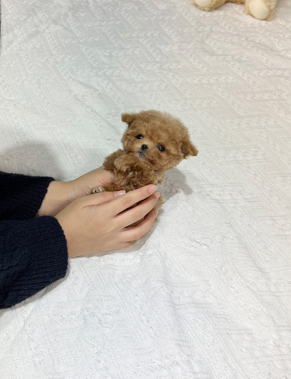 Tea cup Maltipoo-Mino - I LOVE DOG MAIN