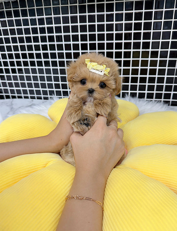 Teacup Maltipoo- hoho