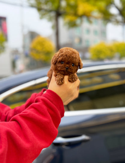 Teacup Redpoodle- Apple - I LOVE DOG MAIN