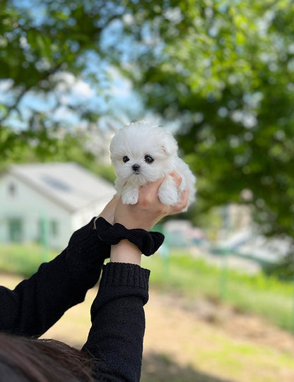 Teacup Maltese- Jeti - I LOVE DOG MAIN