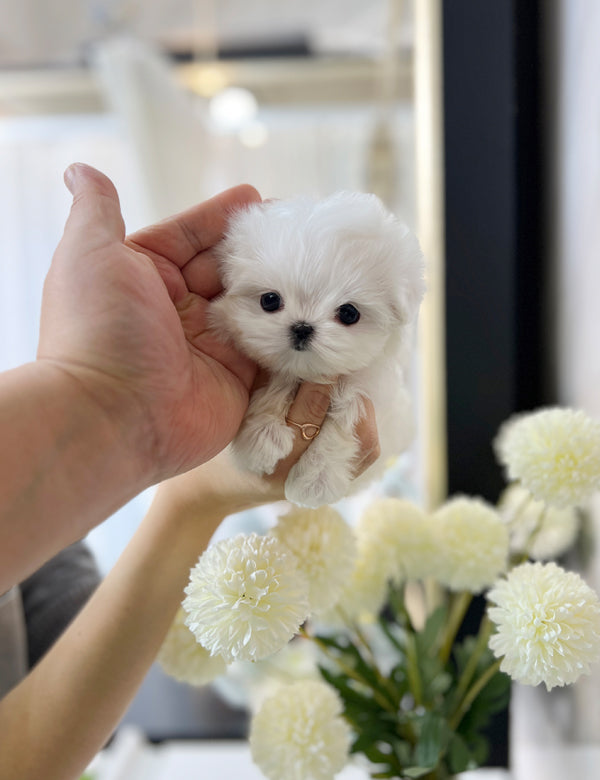 Tea cup Maltese-cheuki - I LOVE DOG MAIN