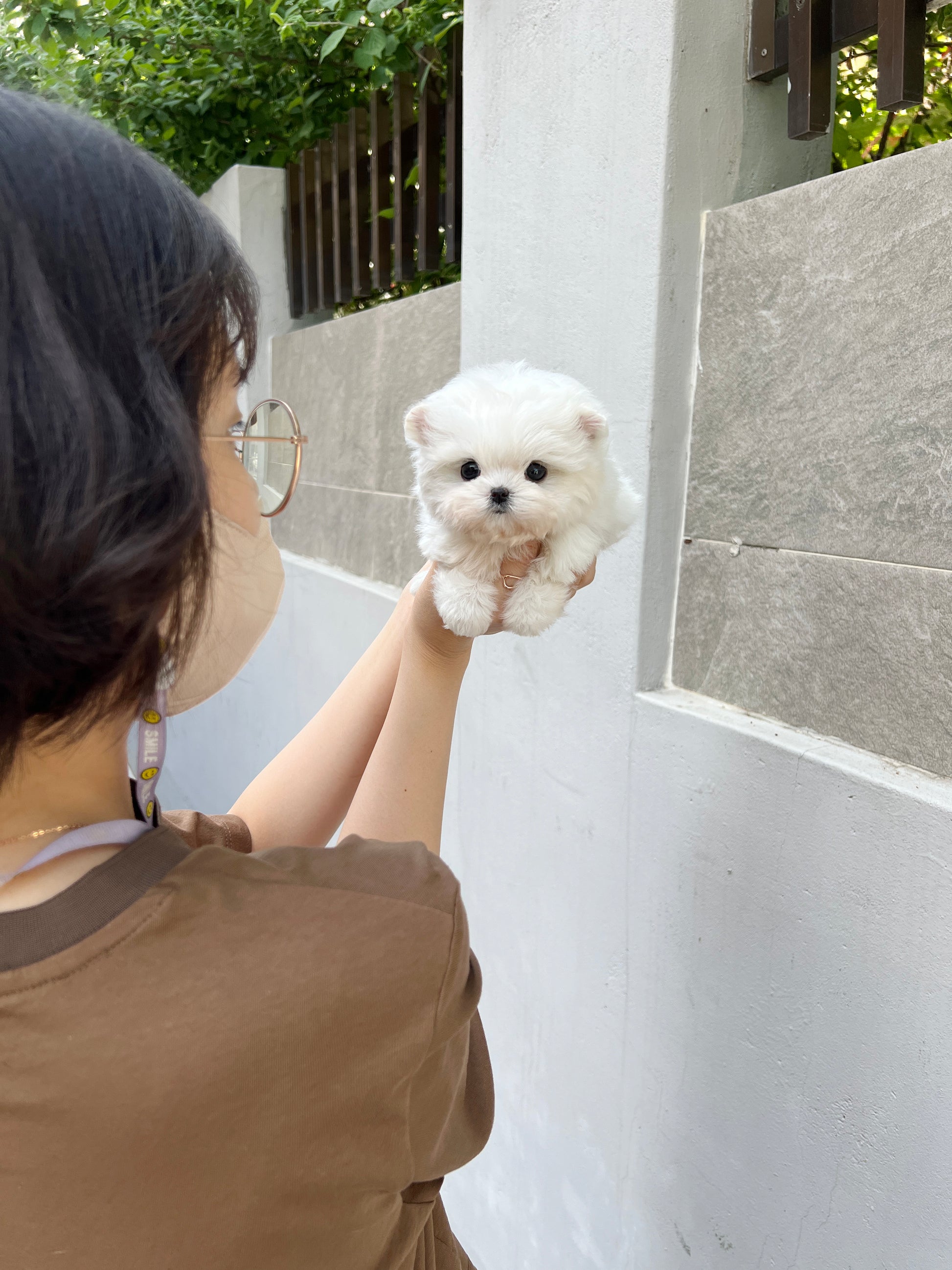 Tea cup Maltese - Puring - I LOVE DOG MAIN