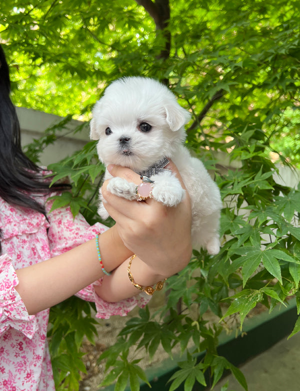 Tea cup Maltese- Snoopy - I LOVE DOG MAIN