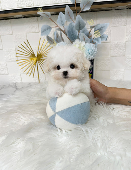 Teacup Bichonfrise -Chico