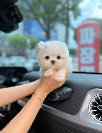 Teacup Maltese-Arin