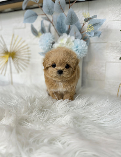 Teacup Maltipoo- Cream