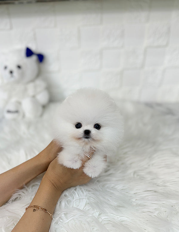 Teacup pomeranian- Sera