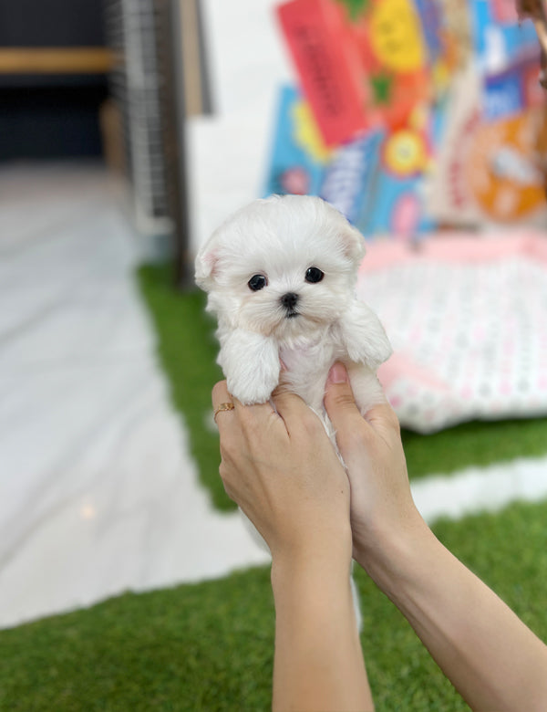 Tea cup maltese-Somi - I LOVE DOG MAIN