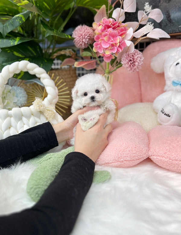 Tea cup Bichonfrise -Zora - I LOVE DOG MAIN