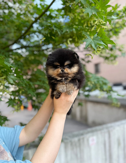 Teacup Blacktan pomeranian- jojo