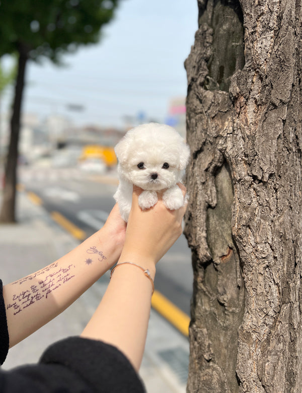 Tea cup Bichonfrise-Cream - I LOVE DOG MAIN