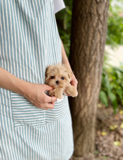 Tea cup Maltipoo-Pico - I LOVE DOG MAIN