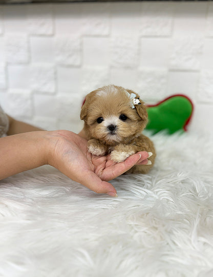 Teacup maltipoo -Wooming