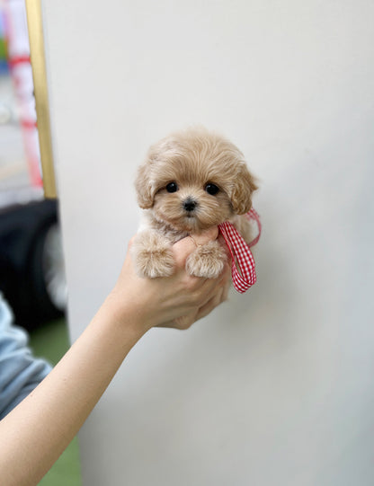 Tea cup Maltipoo- pay - I LOVE DOG MAIN