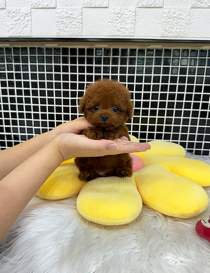 Teacup Redpoodle- Luti