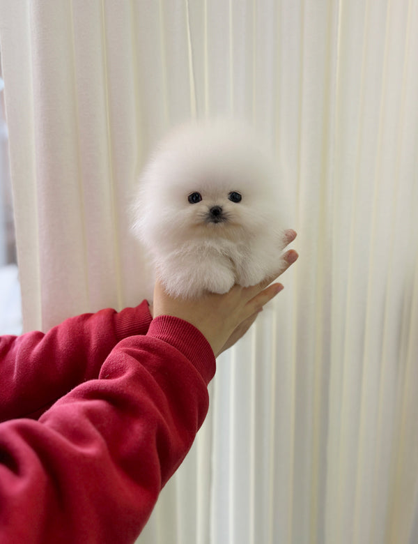 Tea cup Pomeranian-Tororo - I LOVE DOG MAIN